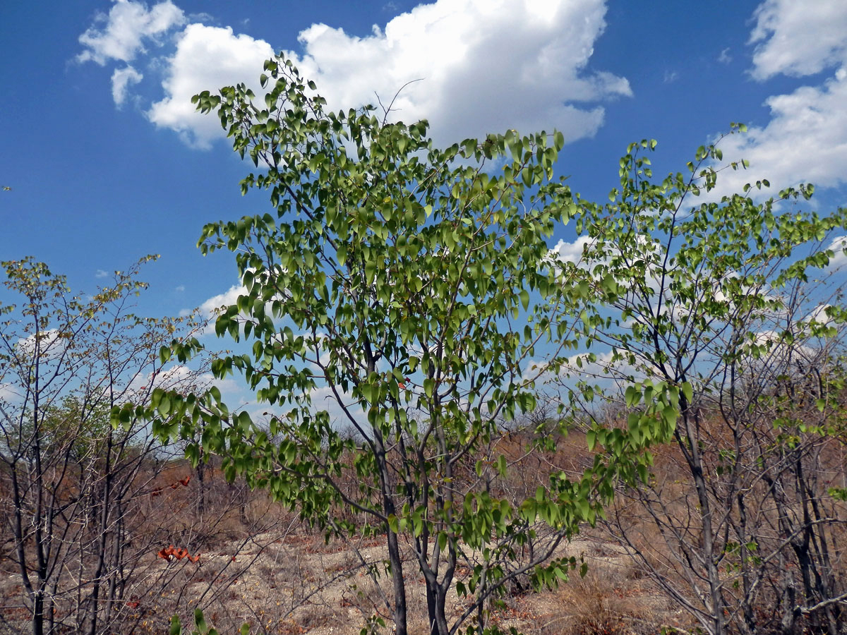 Mopan (Colophospermum mopane (Kirk ex Benth.) Kirk ex J. Léonard)