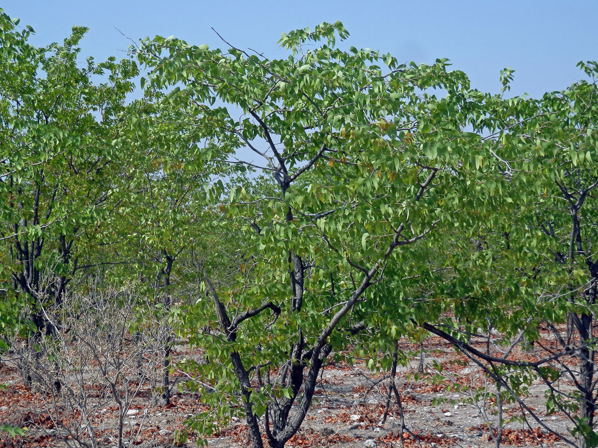 Mopan (Colophospermum mopane (Kirk ex Benth.) Kirk ex J. Léonard)