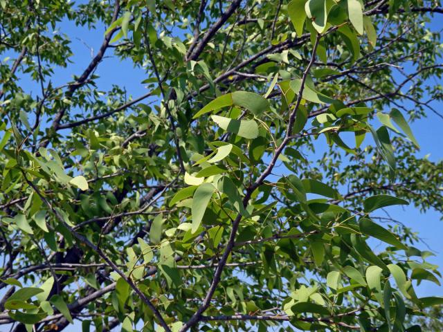 Mopan (Colophospermum mopane (Kirk ex Benth.) Kirk ex J. Léonard)