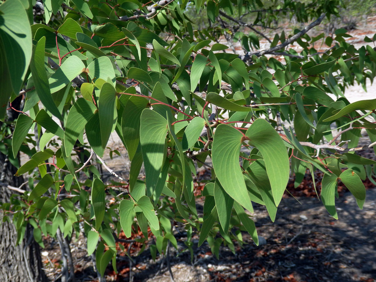 Mopan (Colophospermum mopane (Kirk ex Benth.) Kirk ex J. Léonard)