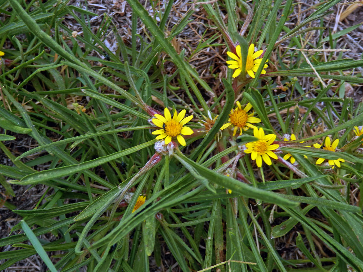 Geigeria ornativa O. Hoffm.