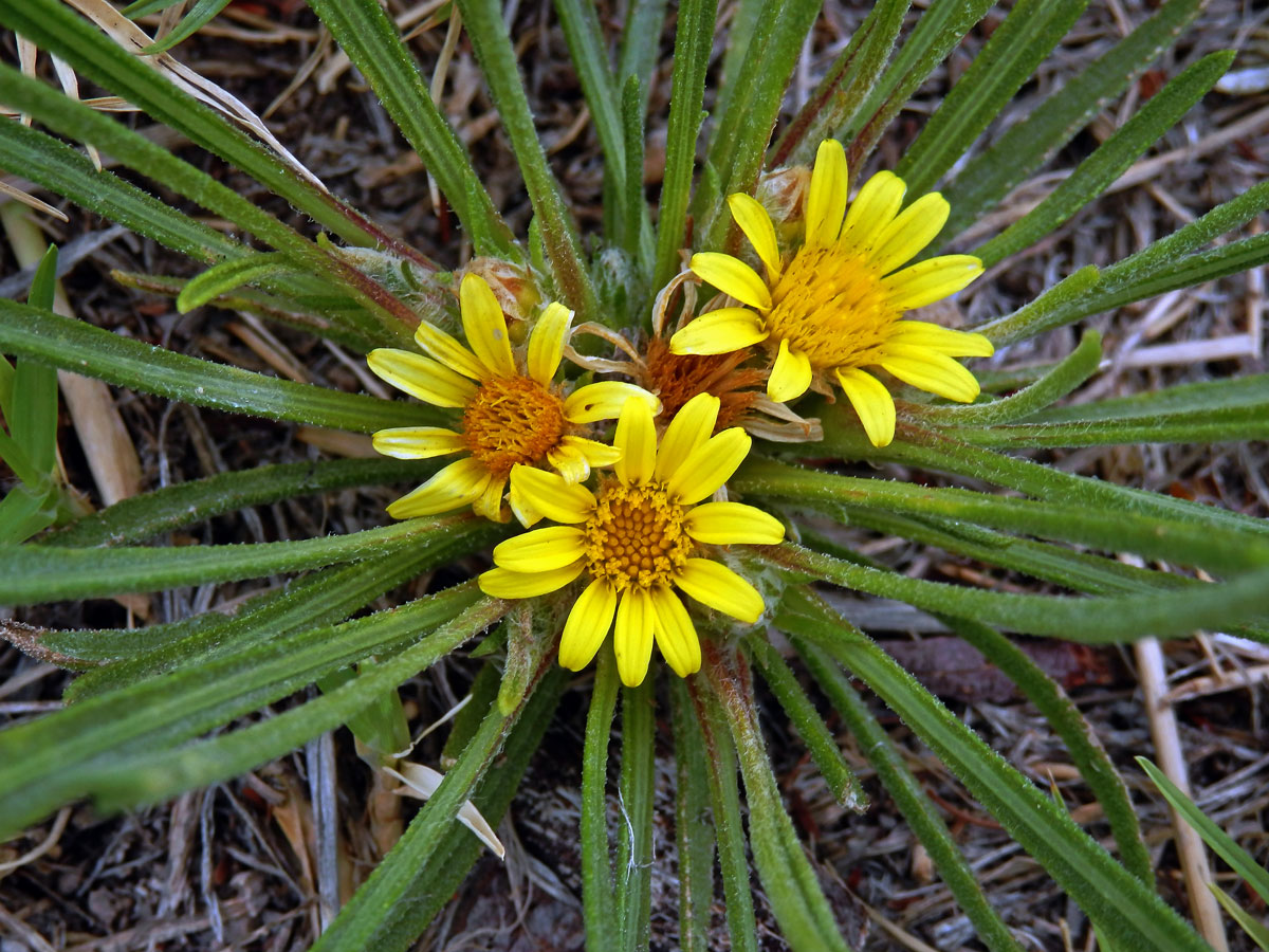 Geigeria ornativa O. Hoffm.