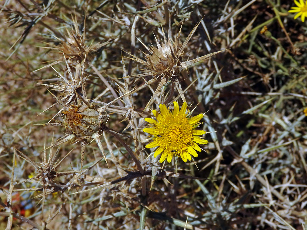 Berkheya schinzii O. Hoffm.