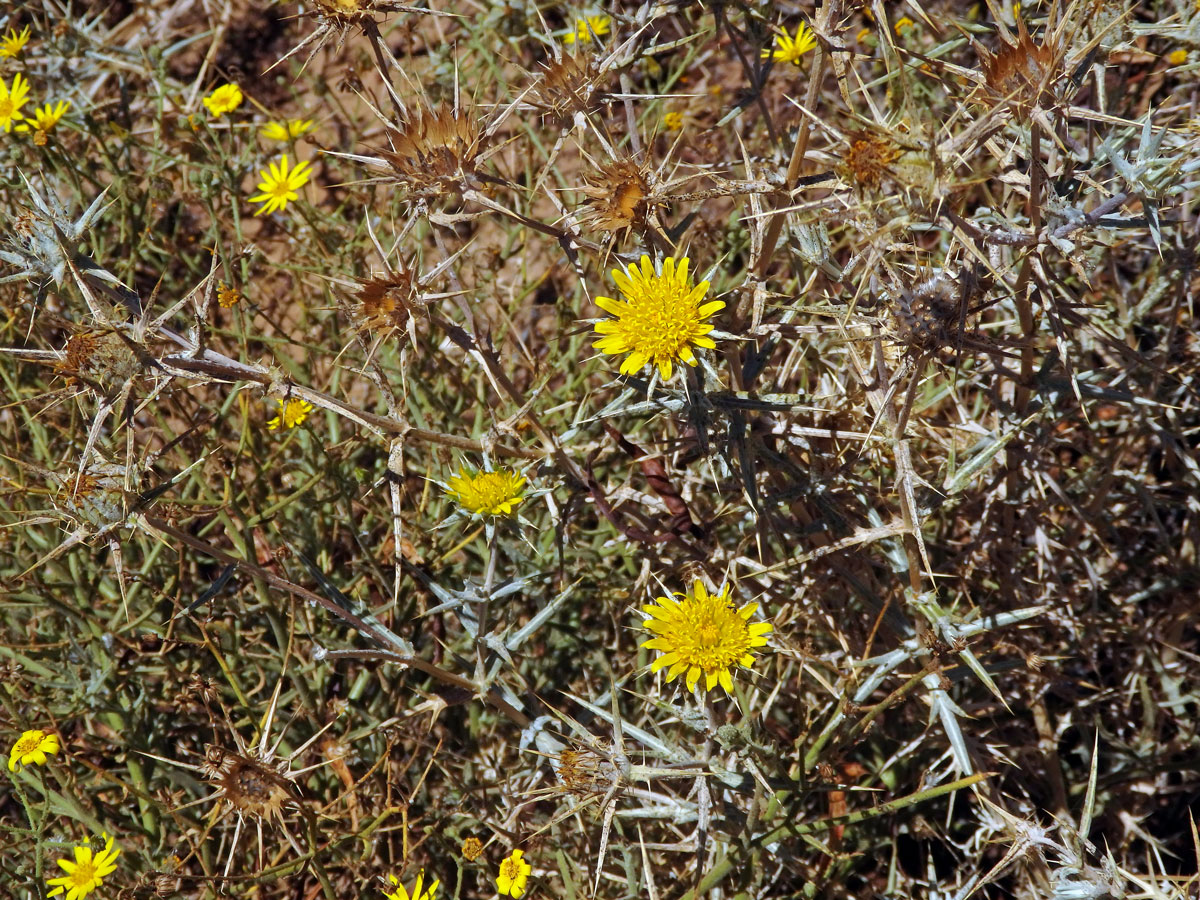 Berkheya schinzii O. Hoffm.