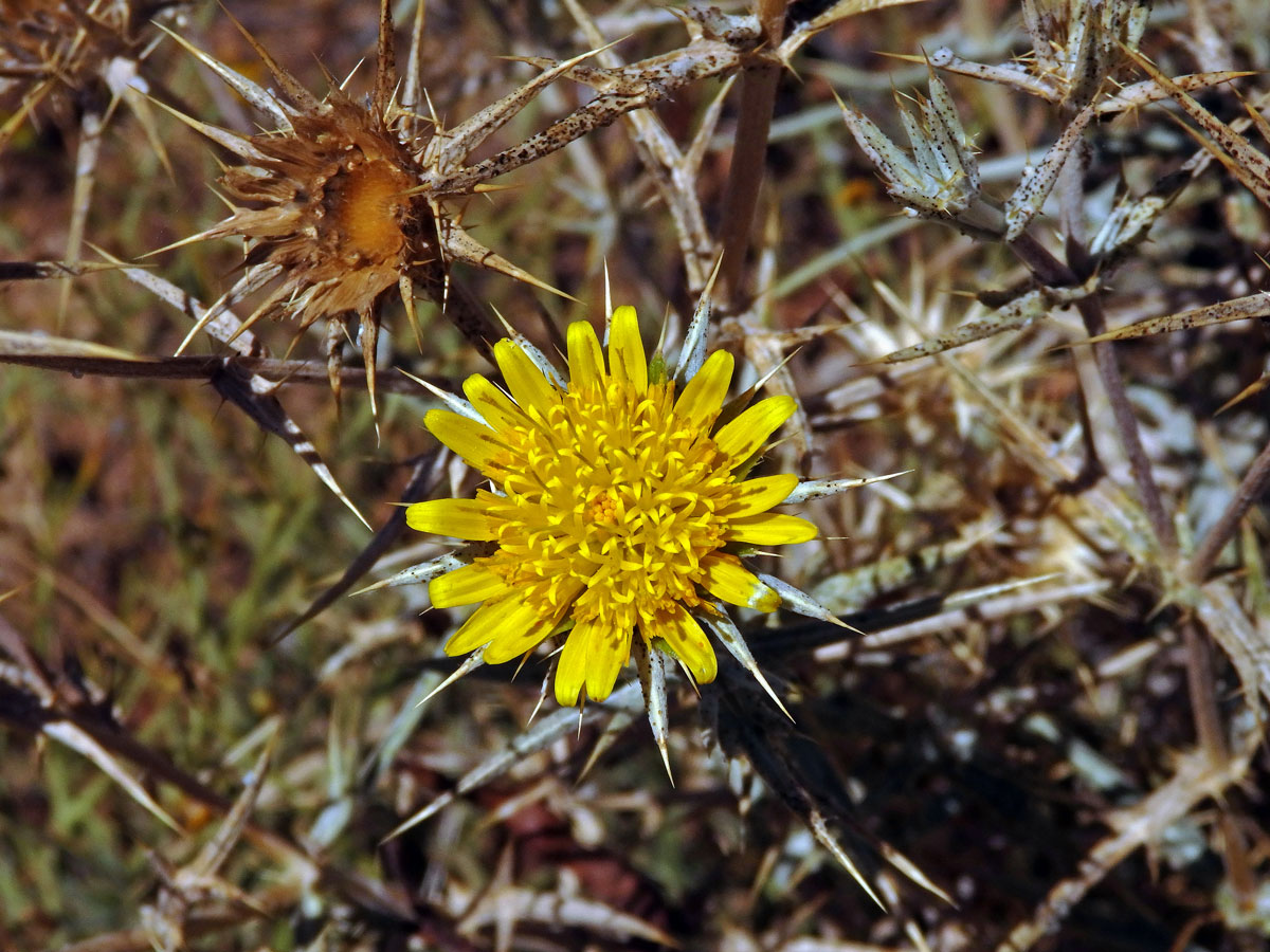 Berkheya schinzii O. Hoffm.