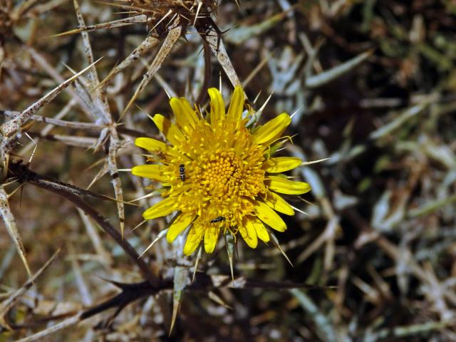 Berkheya schinzii O. Hoffm.