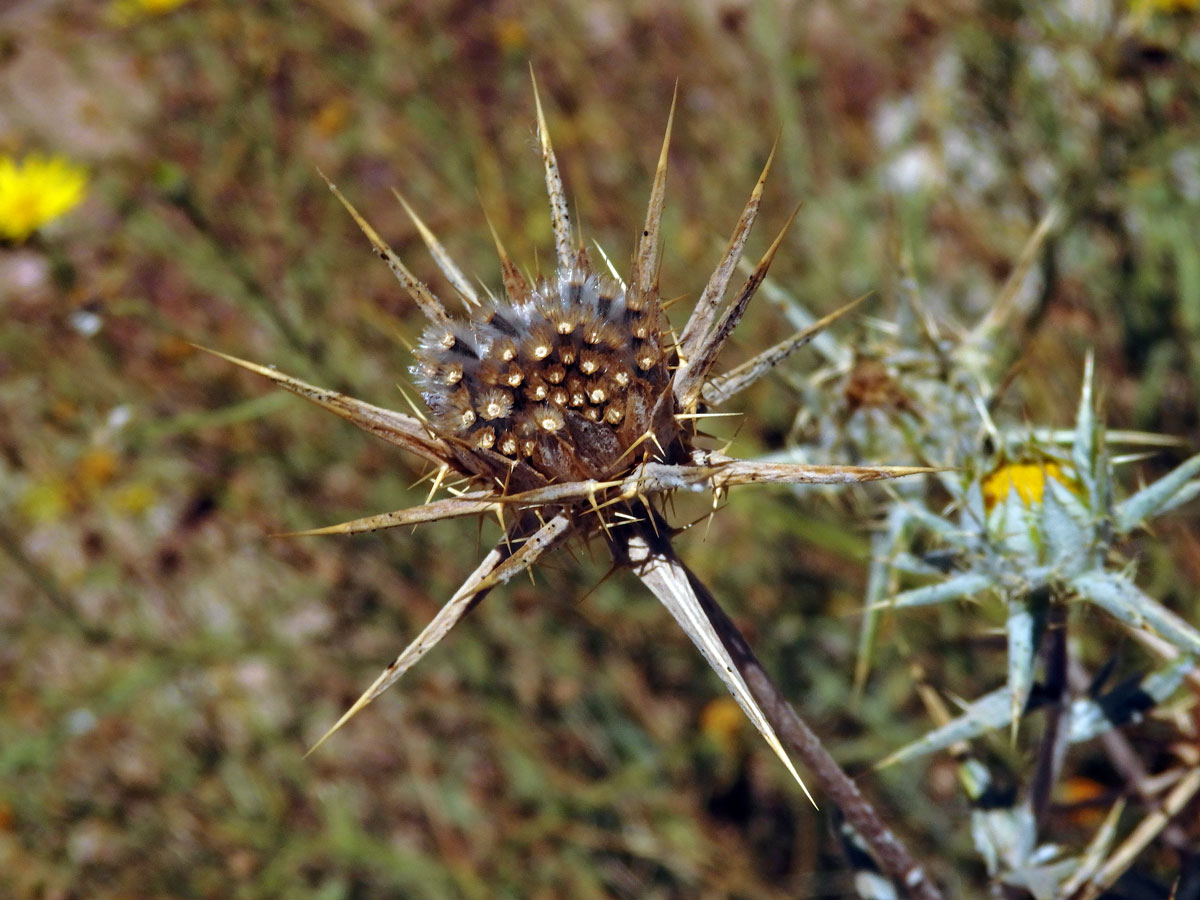 Berkheya schinzii O. Hoffm.