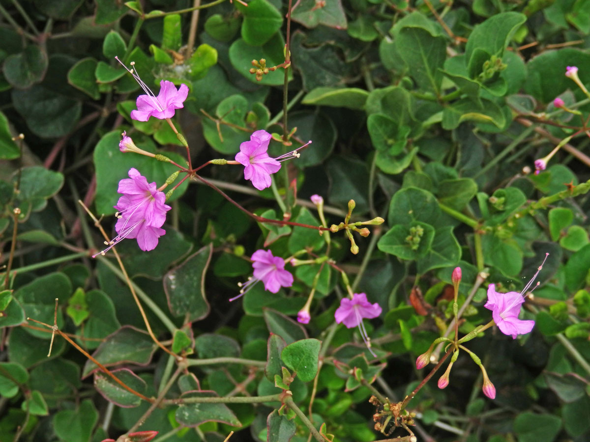 Commicarpus pedunculosus (A. Rich.) Cufod.