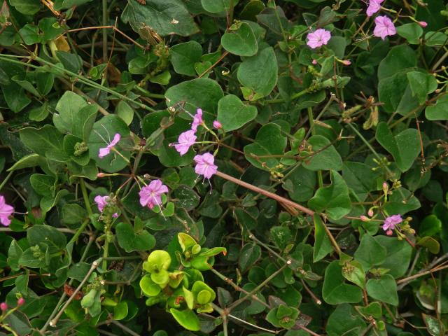 Commicarpus pedunculosus (A. Rich.) Cufod.