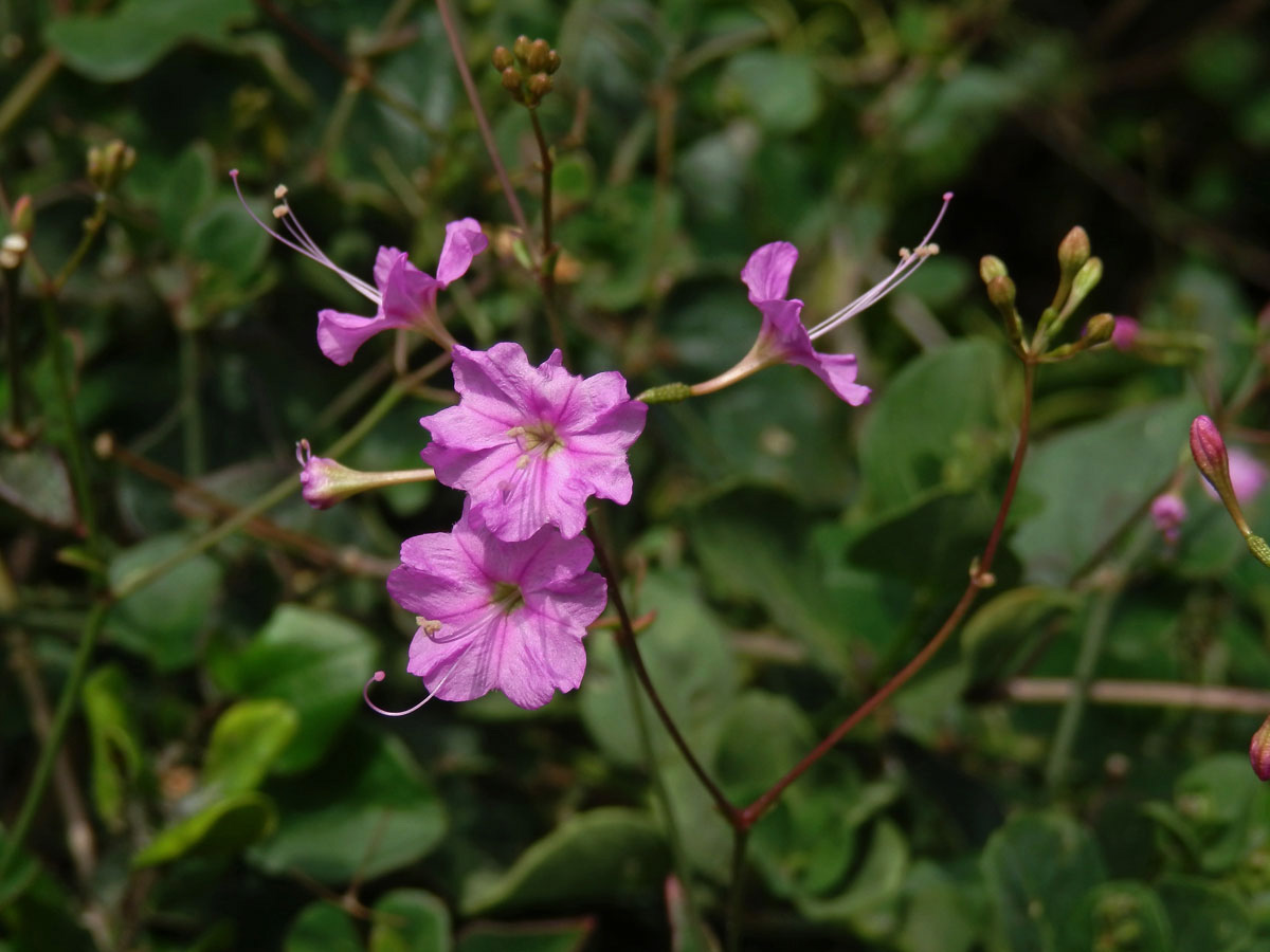 Commicarpus pedunculosus (A. Rich.) Cufod.