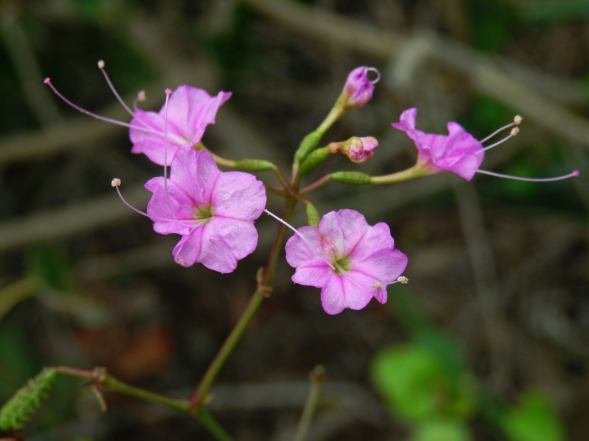 Commicarpus pedunculosus (A. Rich.) Cufod.