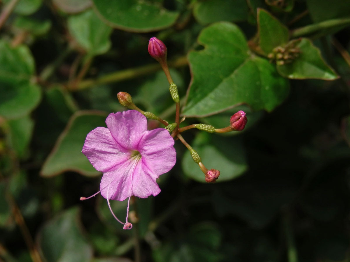 Commicarpus pedunculosus (A. Rich.) Cufod.