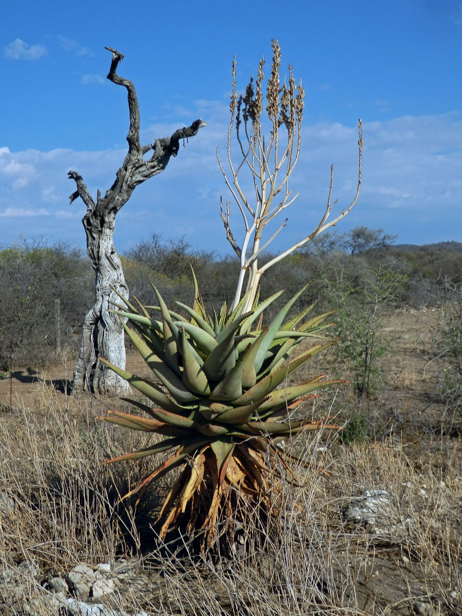 Aloe (Aloe littoralis Baker)