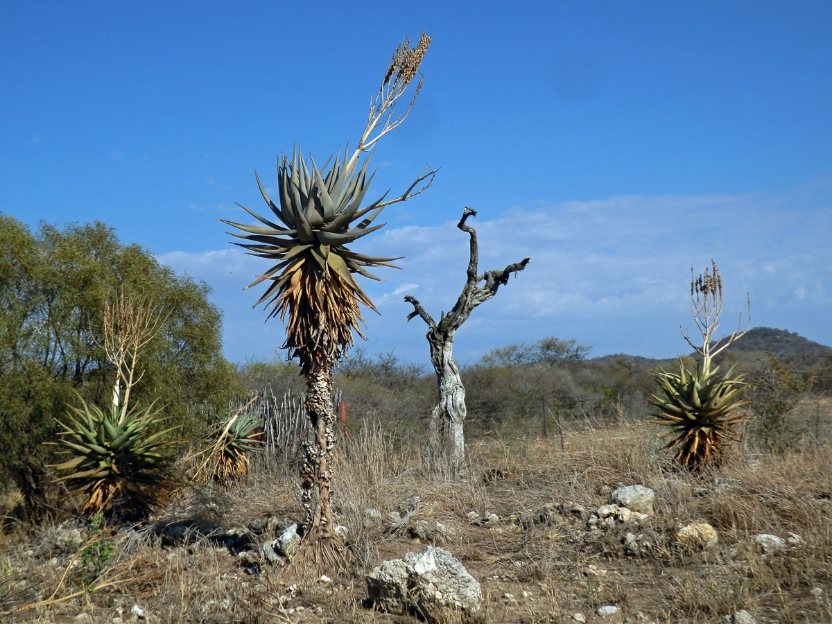 Aloe (Aloe littoralis Baker)