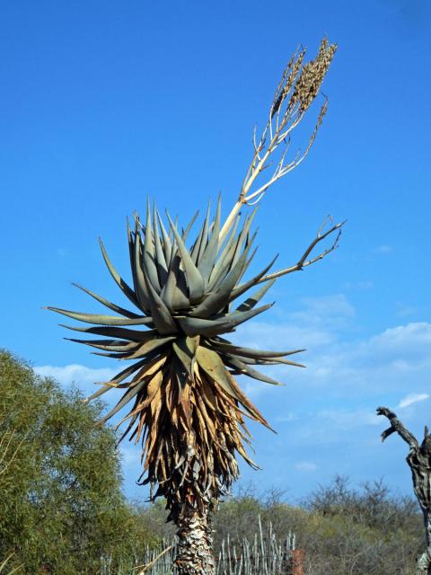 Aloe (Aloe littoralis Baker)