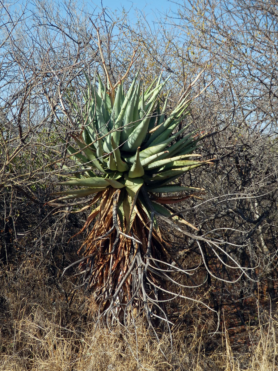 Aloe (Aloe littoralis Baker)