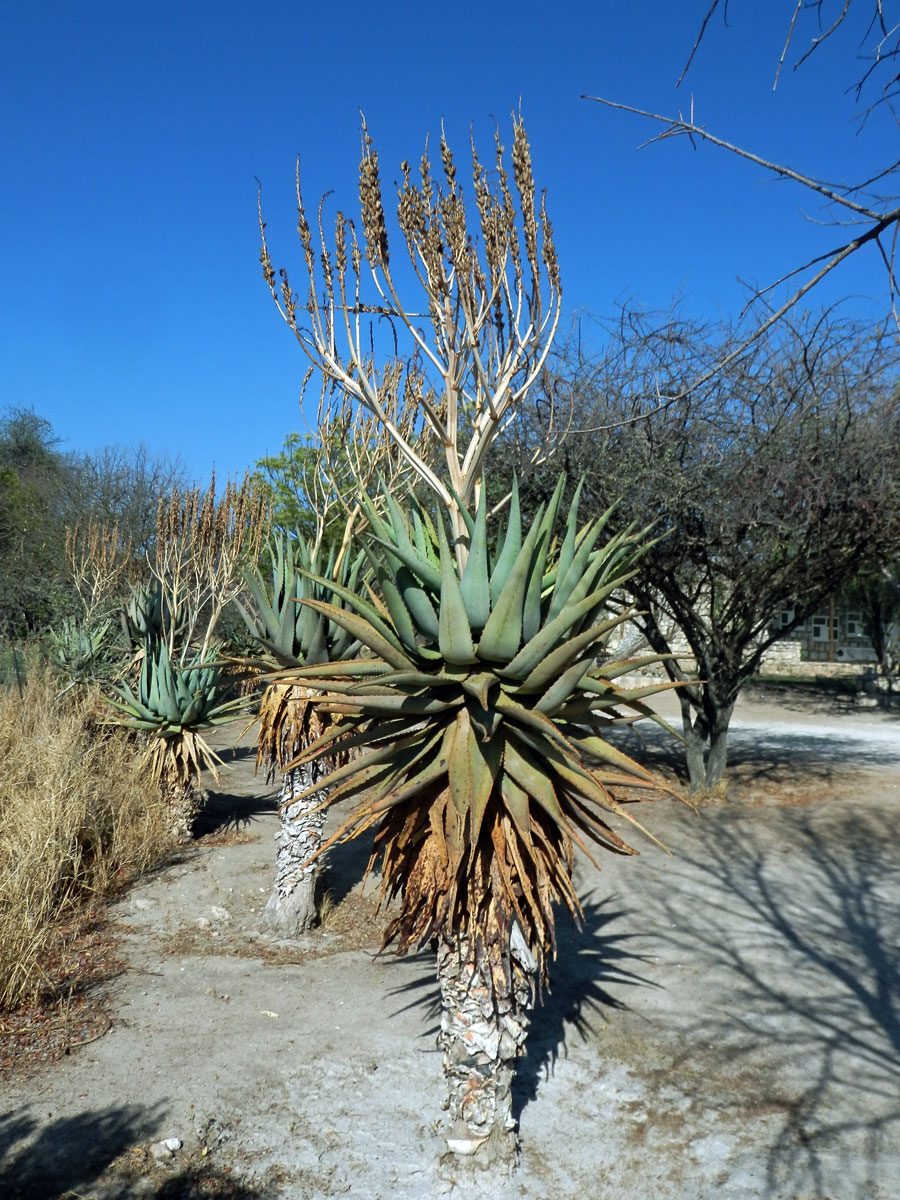 Aloe (Aloe littoralis Baker)