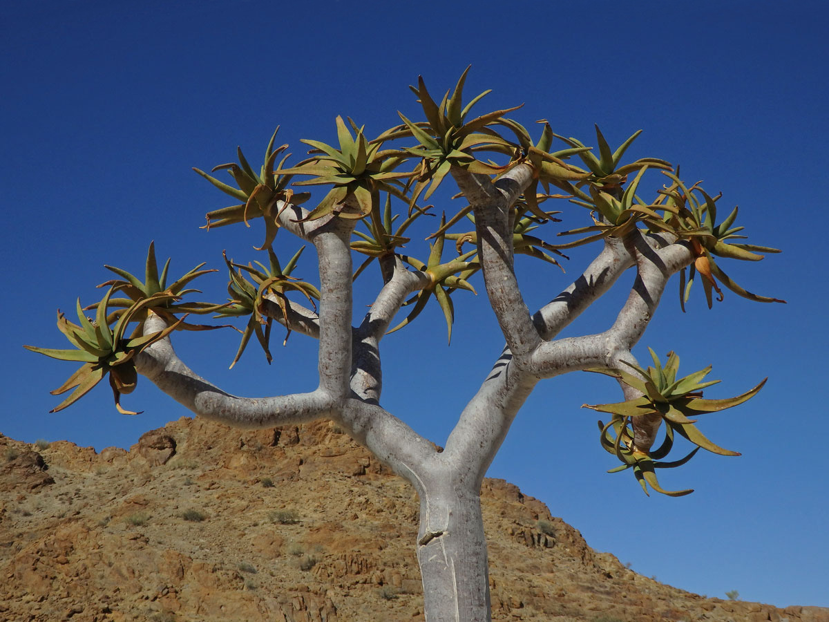 Aloe (Aloe dichotoma Masson)