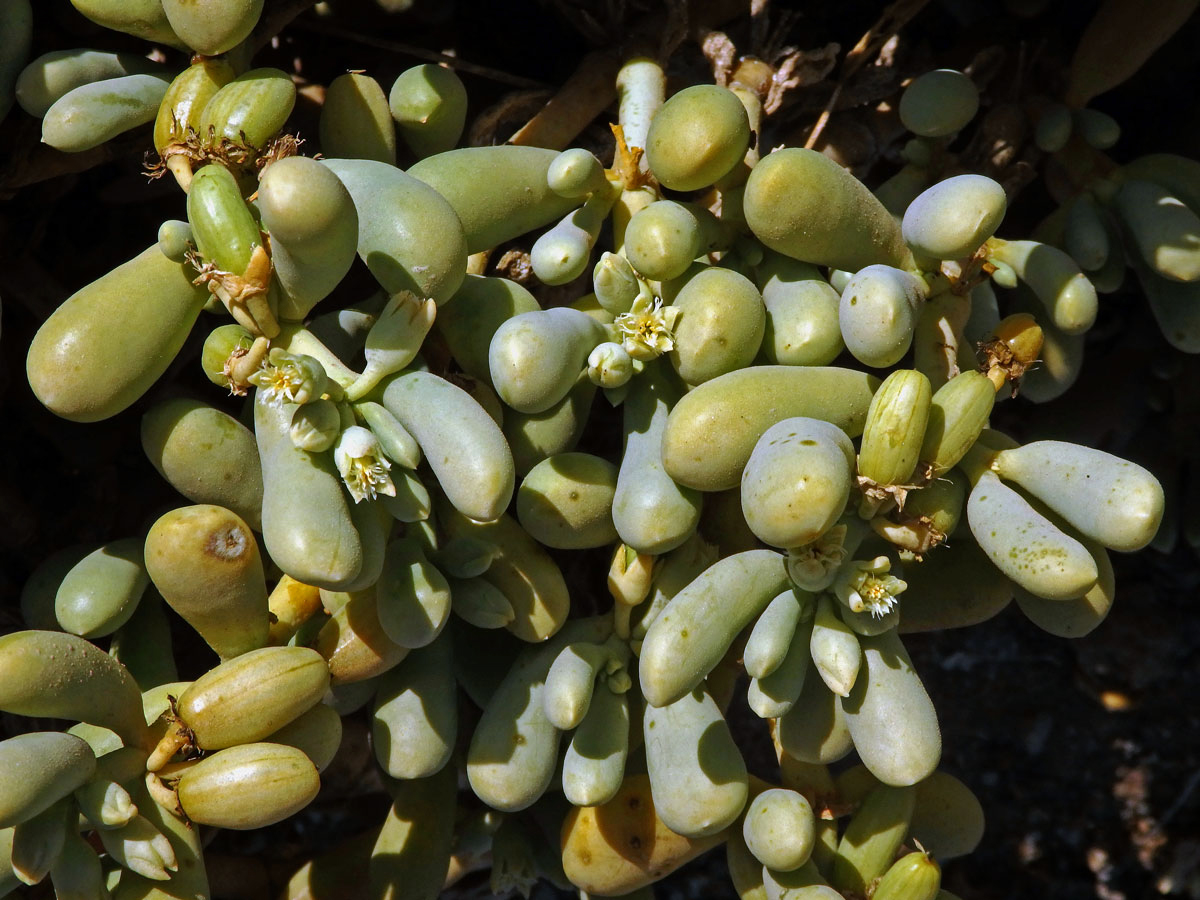 Augea capensis Thunb.