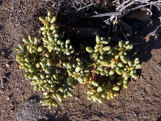 Augea capensis Thunb.