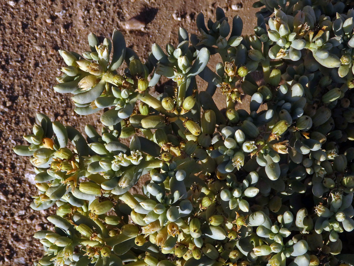 Augea capensis Thunb.