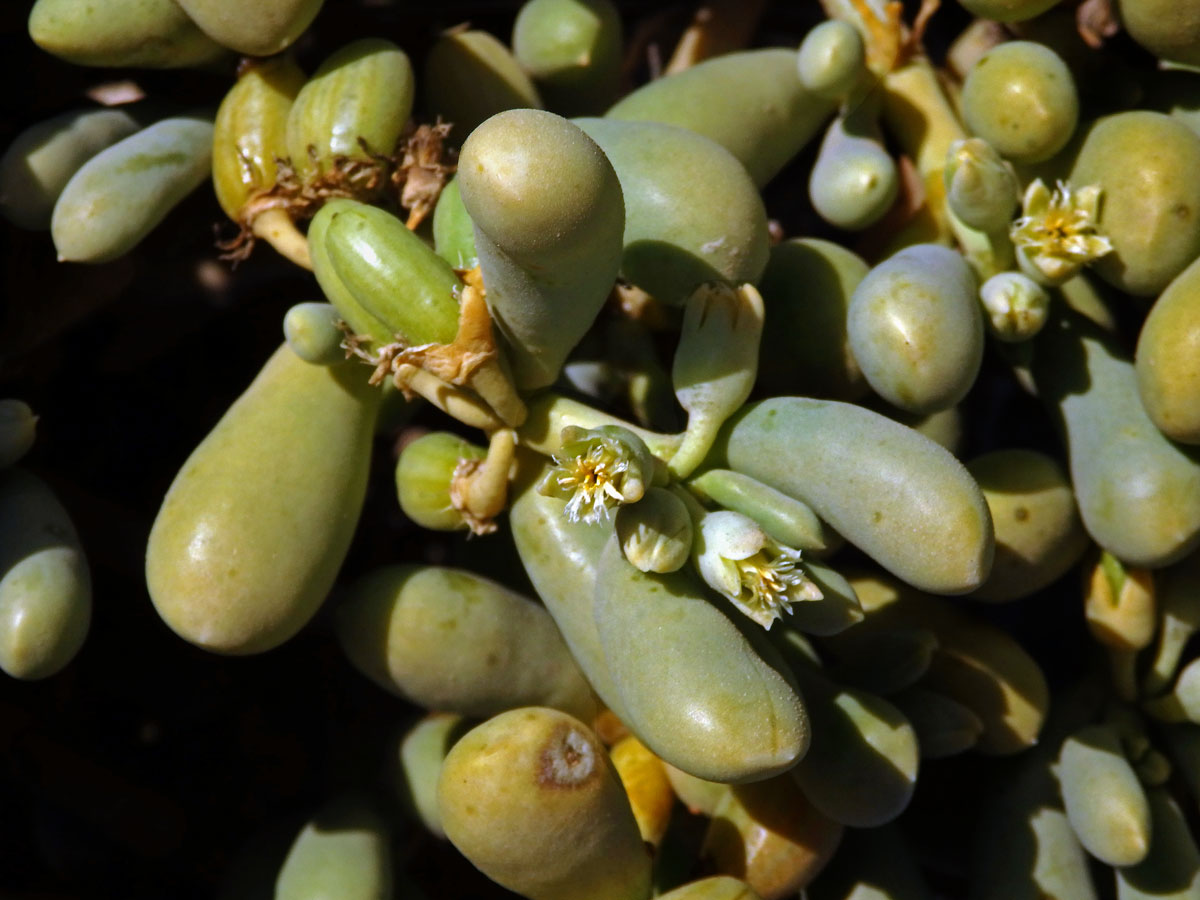 Augea capensis Thunb.