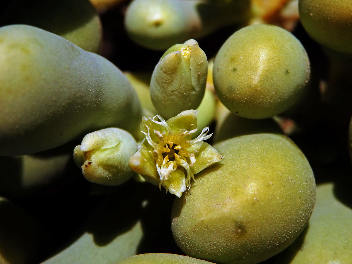 Augea capensis Thunb.