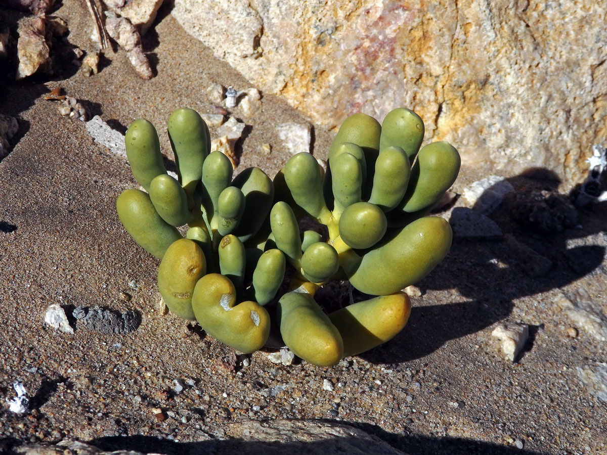 Augea capensis Thunb.