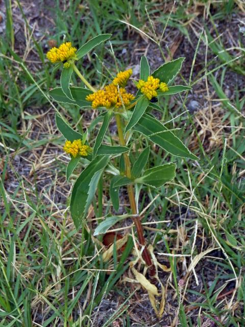 Flaveria bidentis (L.) Kuntze