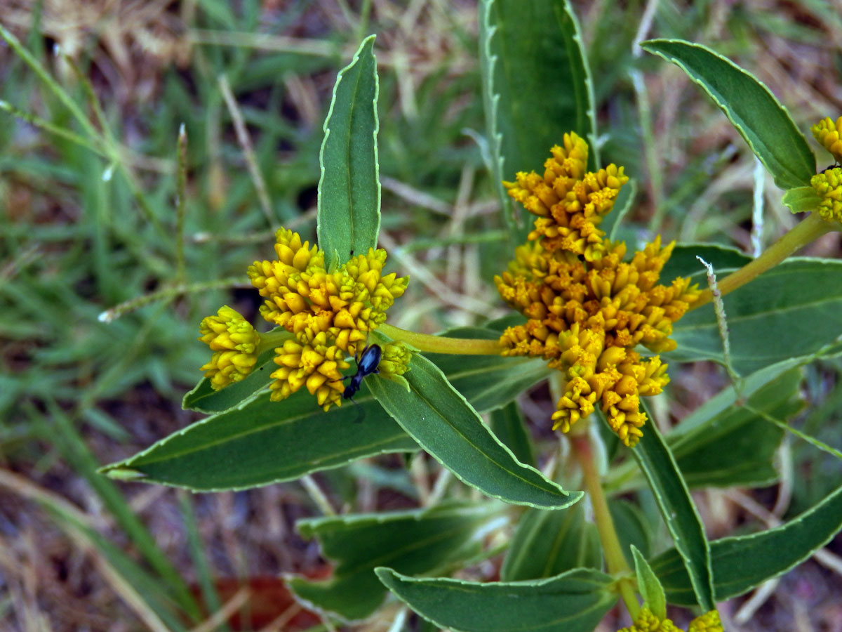 Flaveria bidentis (L.) Kuntze