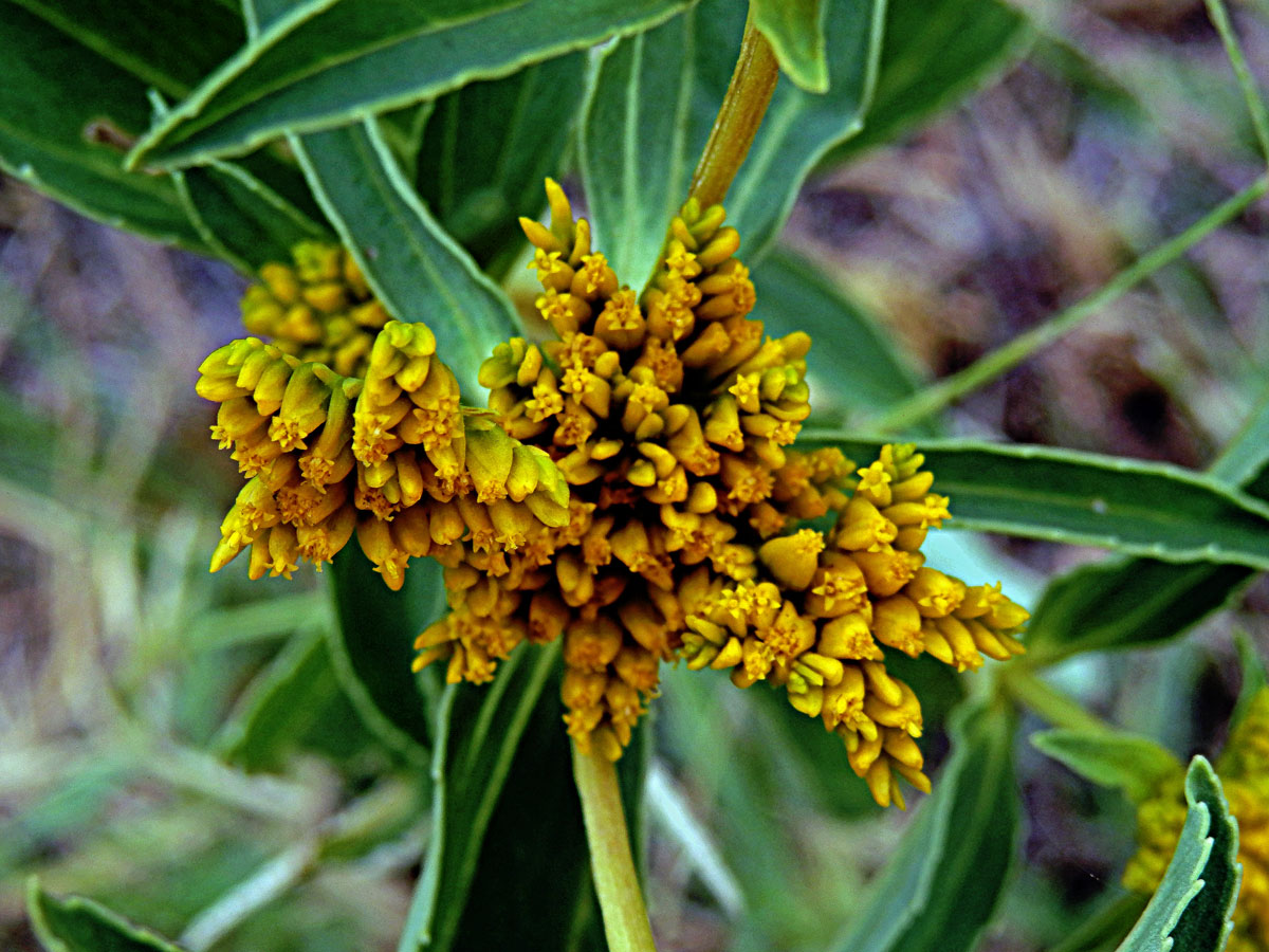 Flaveria bidentis (L.) Kuntze