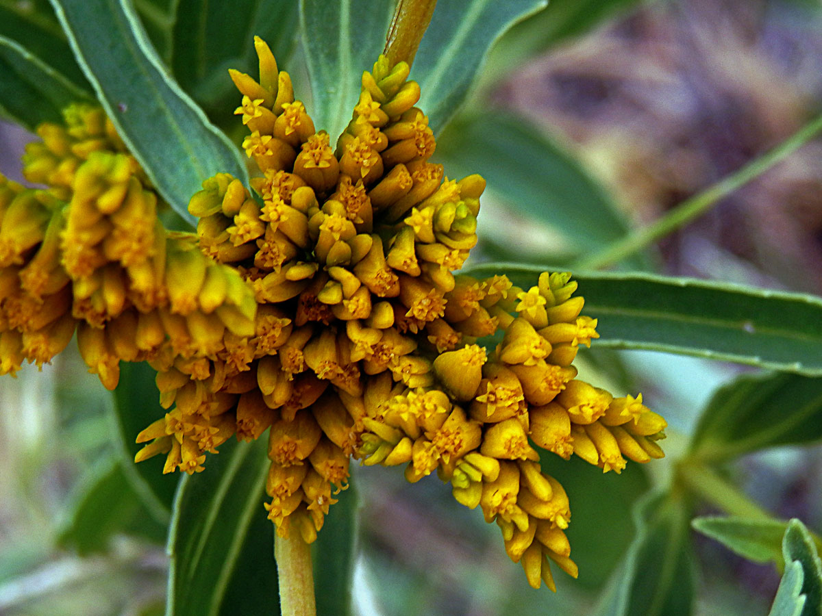 Flaveria bidentis (L.) Kuntze