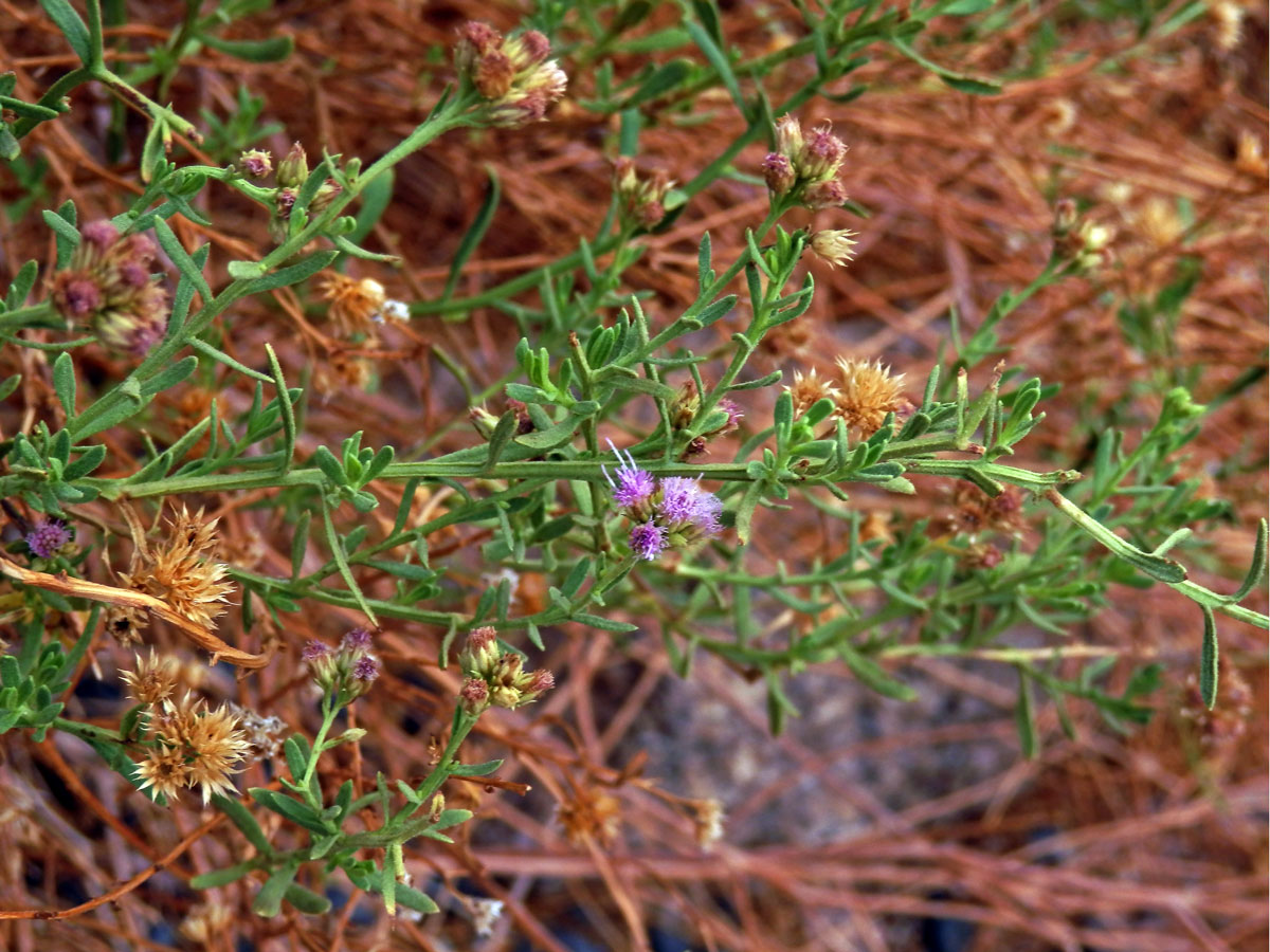 Litogyne gariepina (DC.) Anderb.