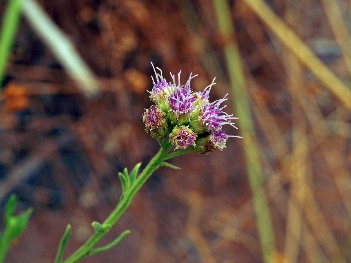 Litogyne gariepina (DC.) Anderb.