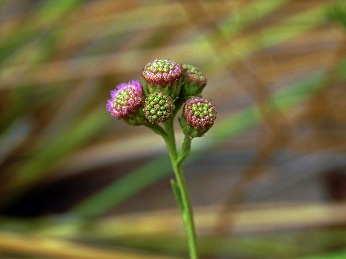 Litogyne gariepina (DC.) Anderb.