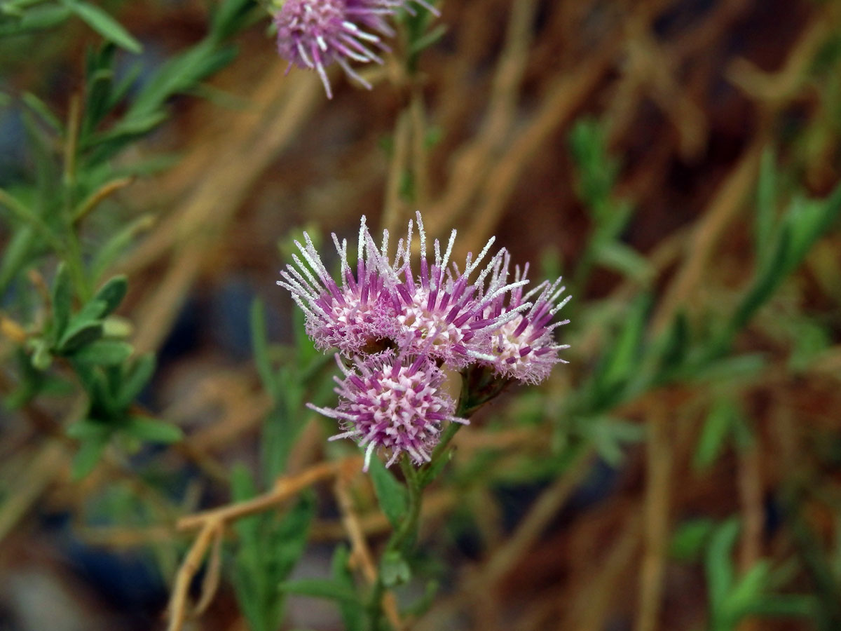 Litogyne gariepina (DC.) Anderb.