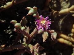 Brownanthus kuntzei (Schinz) Ihlenf. & Bittrich