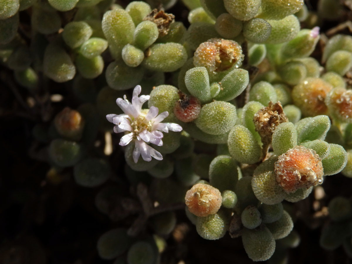 Drosanthemum luederitzii (Engl.) Schwantes