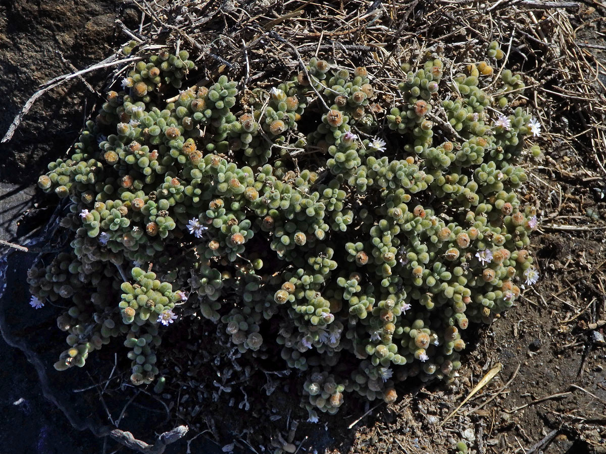 Drosanthemum luederitzii (Engl.) Schwantes