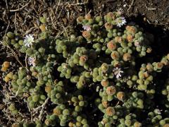 Drosanthemum luederitzii (Engl.) Schwantes