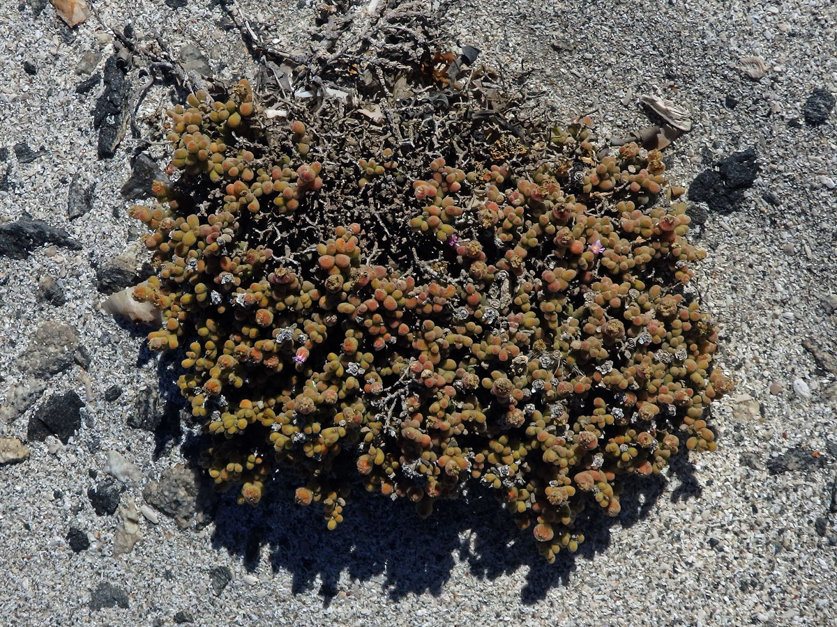 Drosanthemum luederitzii (Engl.) Schwantes