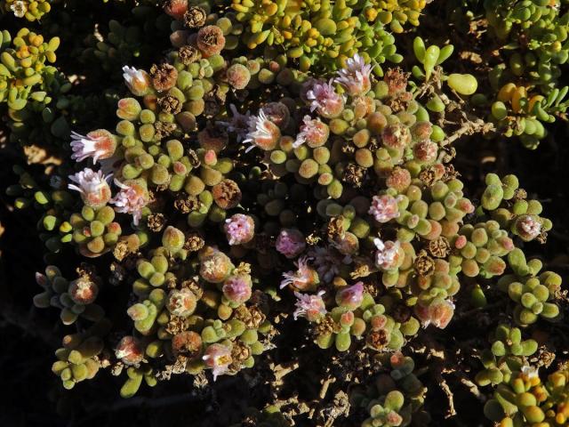 Drosanthemum luederitzii (Engl.) Schwantes