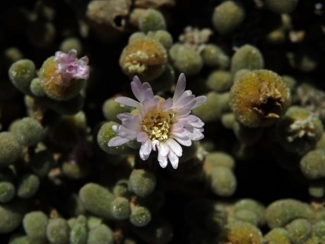 Drosanthemum luederitzii (Engl.) Schwantes