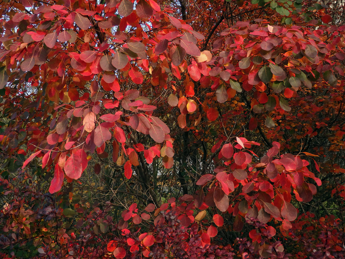 Ruj vlasatá (Cotinus coggygria Scop.)