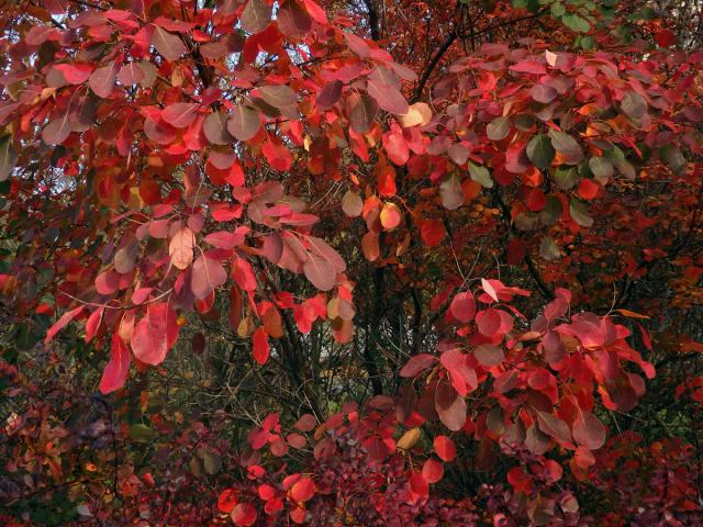 Ruj vlasatá (Cotinus coggygria Scop.)