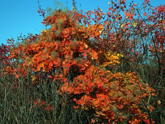 Ruj vlasatá (Cotinus coggygria Scop.)